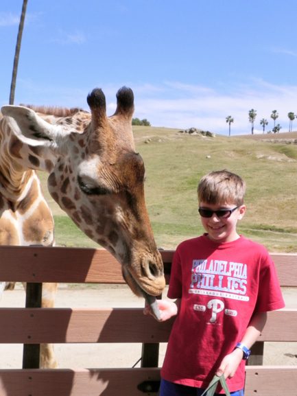 San Diego Safari Park Feeding Giraffe