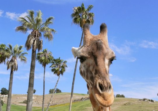 San Diego Safari Park Giraffe