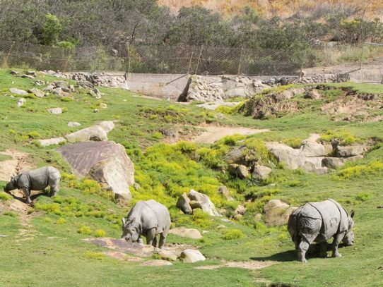San Diego Safari Park Rhinoceroses