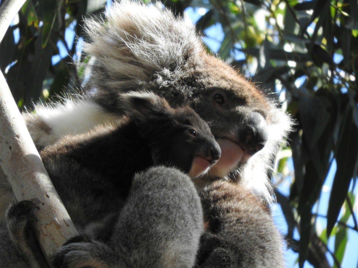 SouthernOceanLodge_KangarooIsland_koala
