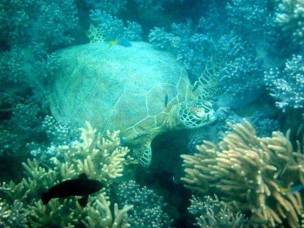 Australia Great Barrier Reef Turtle