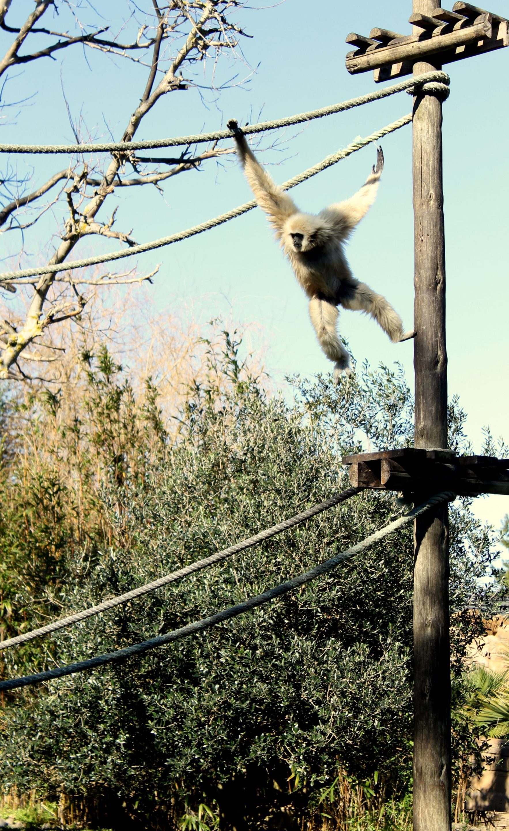 Children of all ages will be delighted by the active monkeys at Zoo de Lagos.