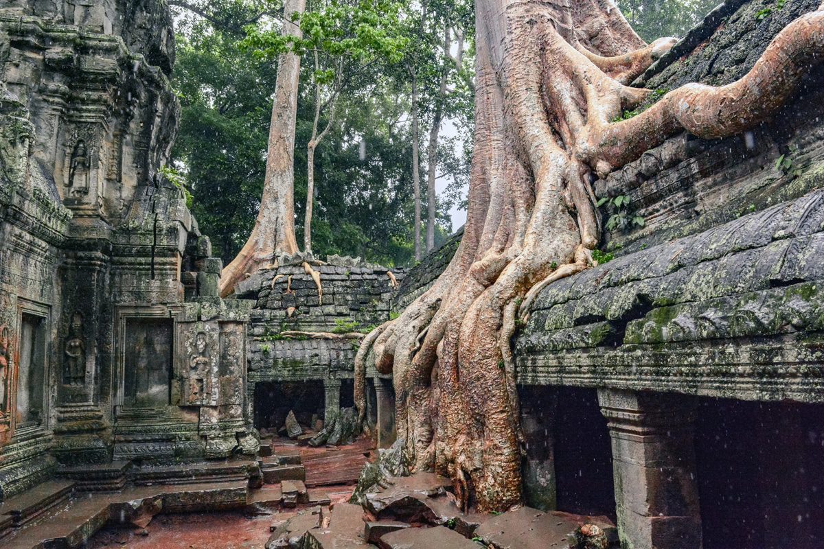 angkor-cambodia-temple-tree.jpg