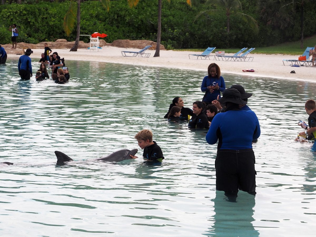 atlantis-bahamas-dolphin-encounter