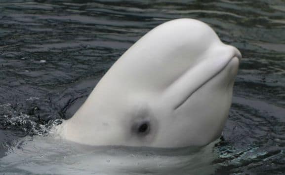 beluga-whale-vancouver-aquarium-canada