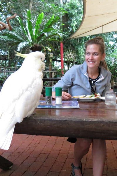 Breakfast with Birds, Australia