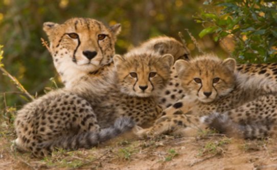 cheetahs-in-africa