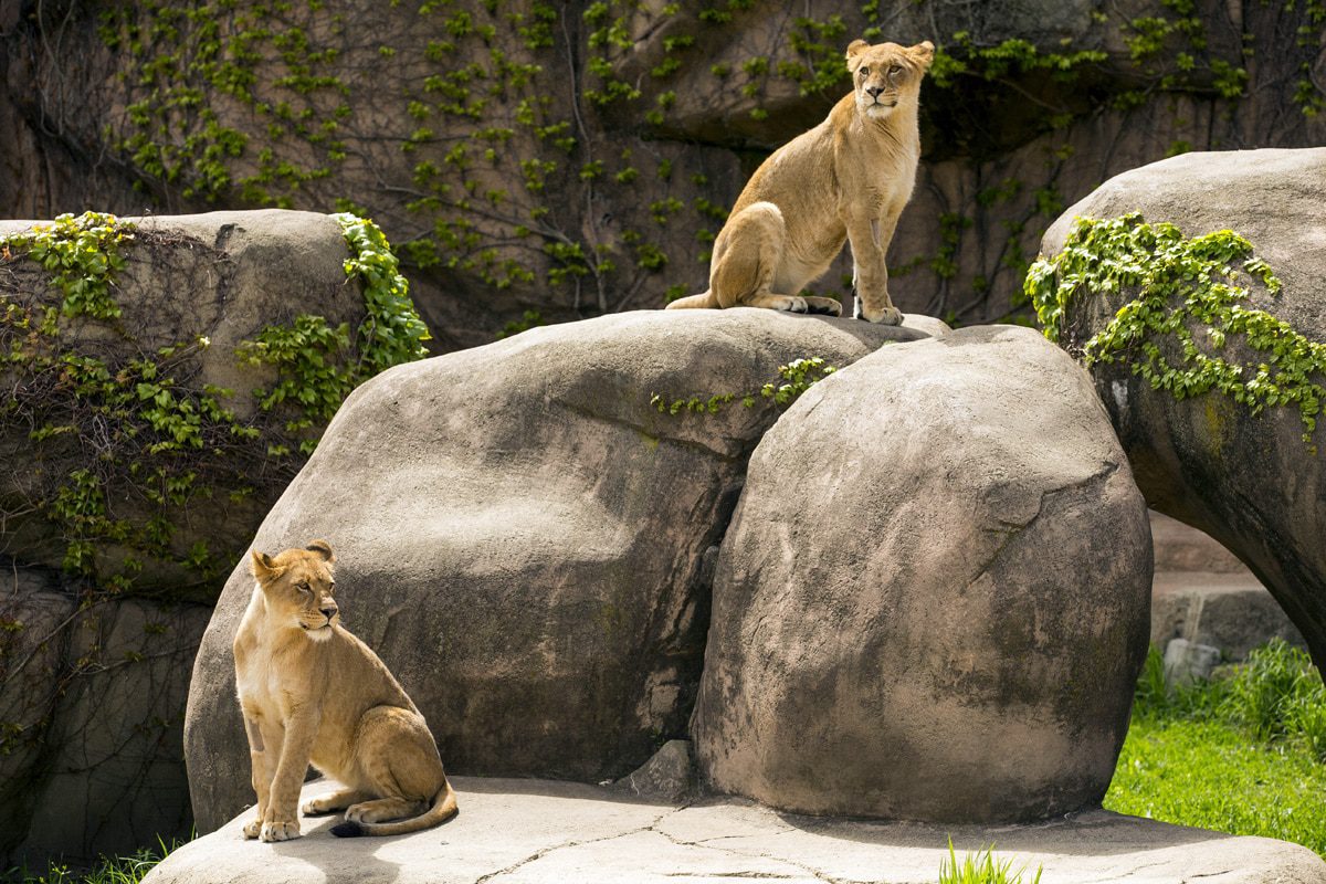 Best Things to Do in Chicago with Kids, Lincoln Park Zoo