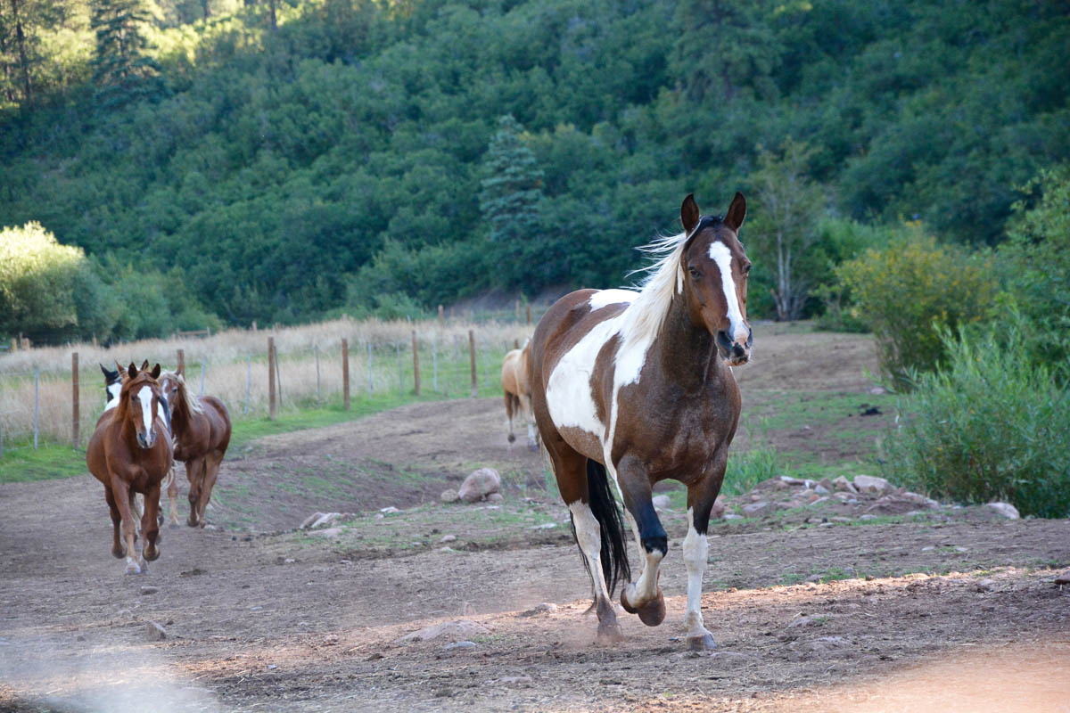 colorado-trails-ranch-horses