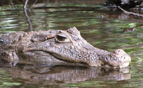 crocodile-costa-rica