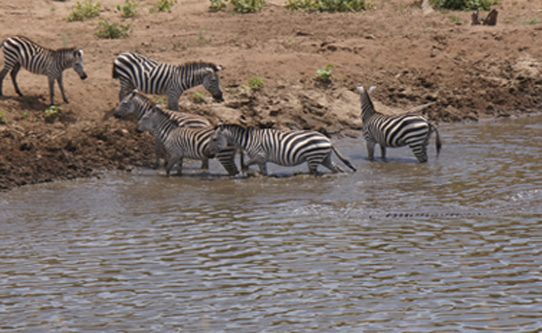 crocodile-hunting-zebra-mara-river-kenya