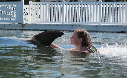 Dolphin Experience Florida Keys