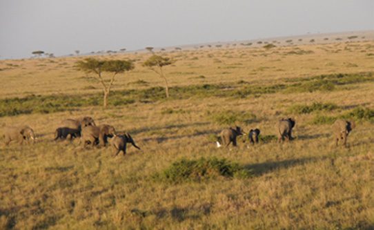 elephants-from-hot-air-balloon-masai-mara-kenya