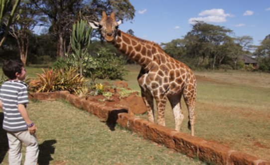 giraffe-feeding-giraffe-manor-kenya