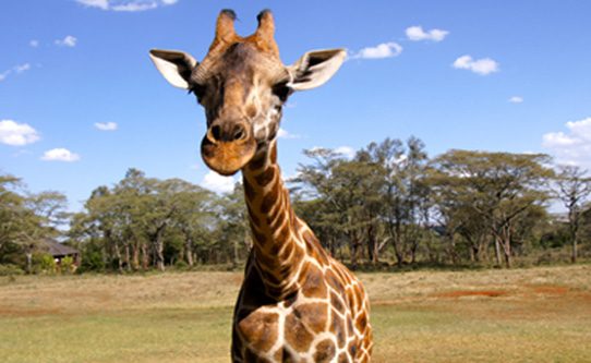 helen-the-giraffe-giraffe-manor