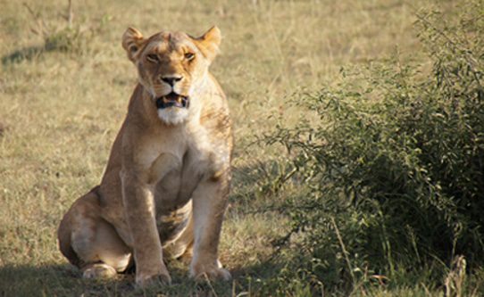 lion-in-masai-mara-kenya-africa