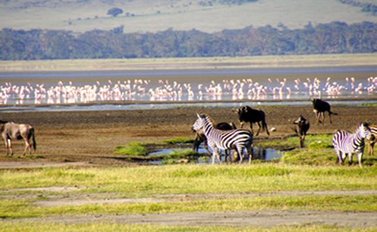 ngorongoro-crater-animals
