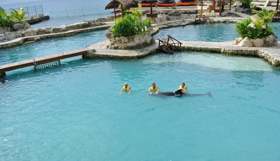 dolphin training in Cozumel, mexico