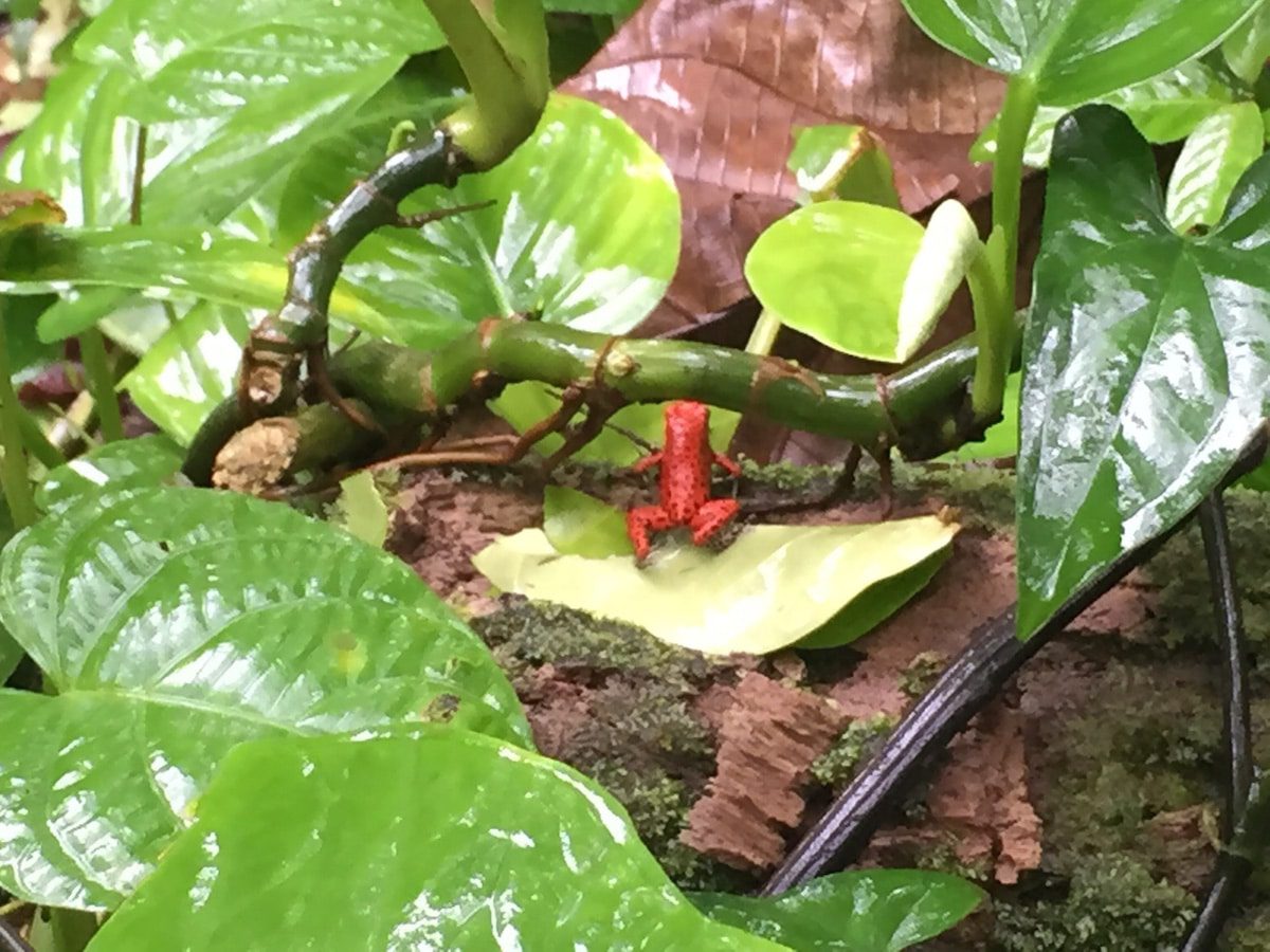 red-frog-beach-resort-red-frog