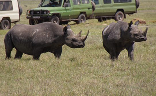 rhino-in-Ngorongoro-crater