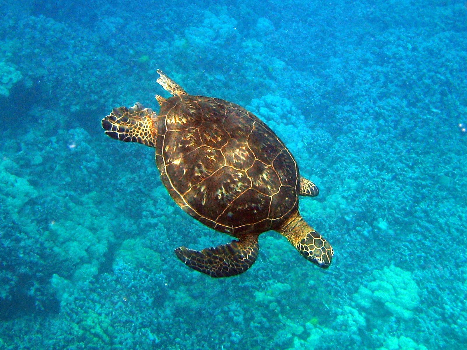 Sea turtle on the Great Barrier Reef