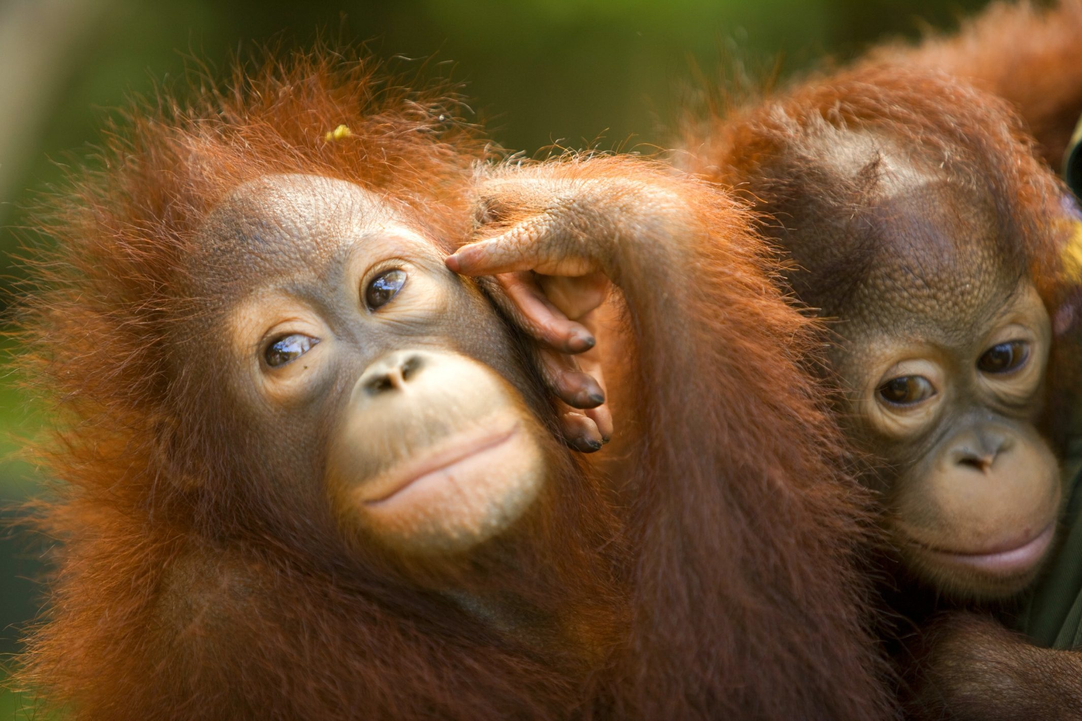 shangri-la-borneo-orangutan