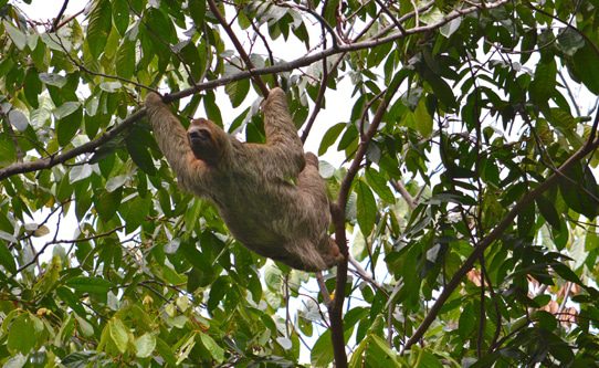 sloth-manuel-antonio-national-park-costa-rica1
