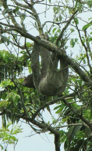 sloth-tortuguero-national-park-costa-rica