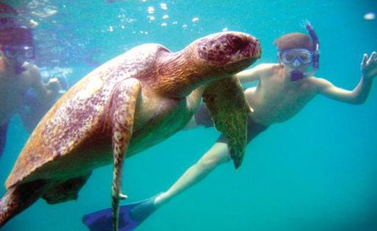 snorkeling-with-a-sea-turtle-galapagos