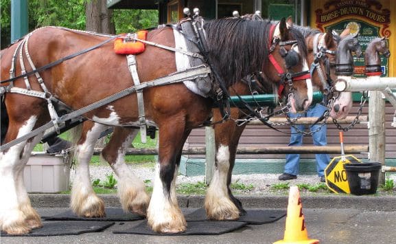 stanley-park-horse-drawn-tour-vancouver-canada