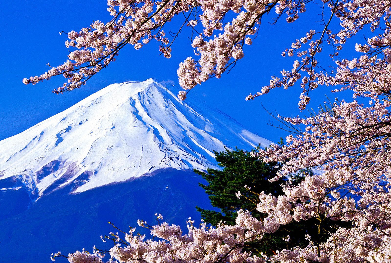 Day Trips from Tokyo, Mt. Fuji