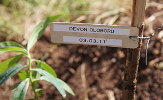 tree-planting-sanctuary-olonana-kenya