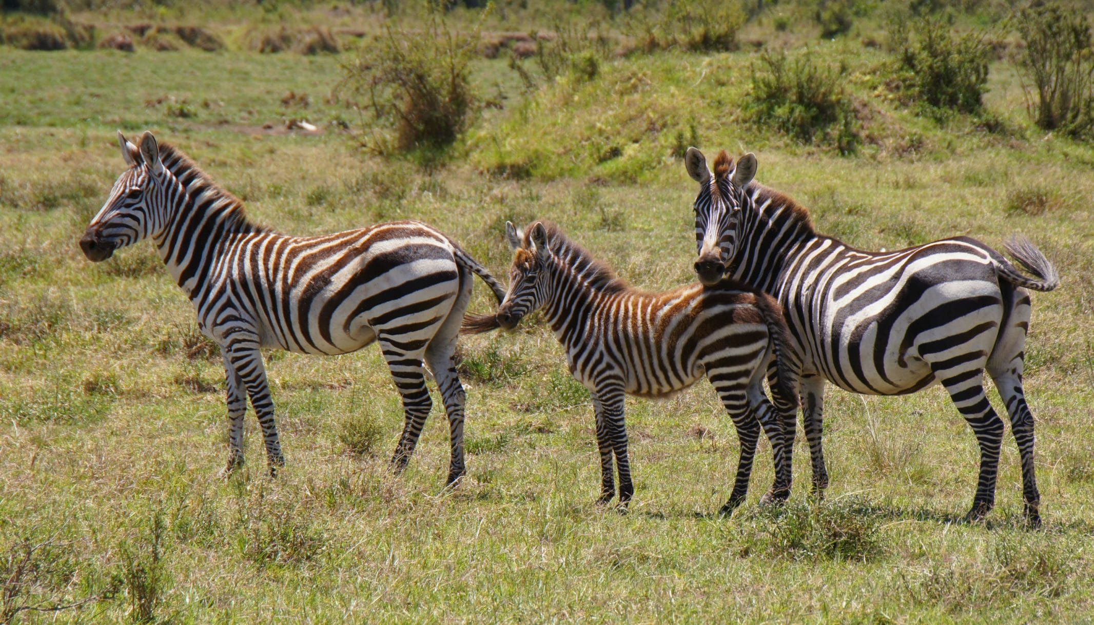 zebra-family-kenya