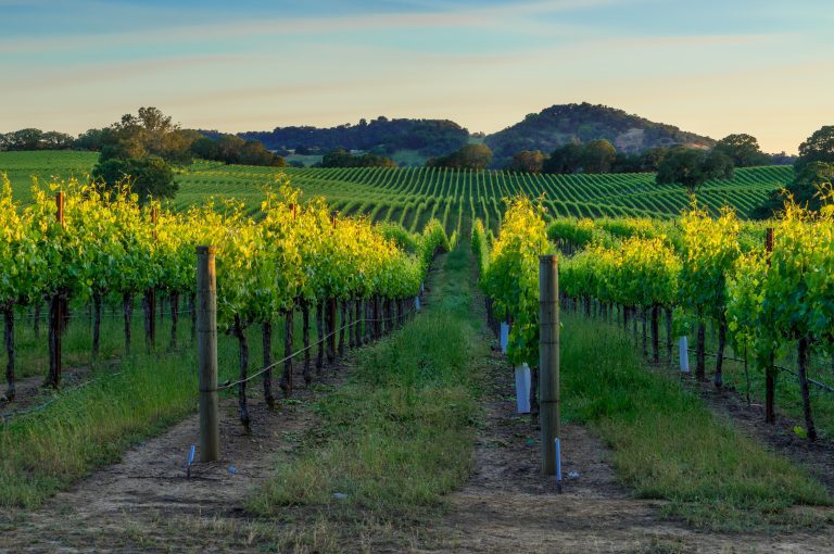 Northern California Wine Country Family Vacations