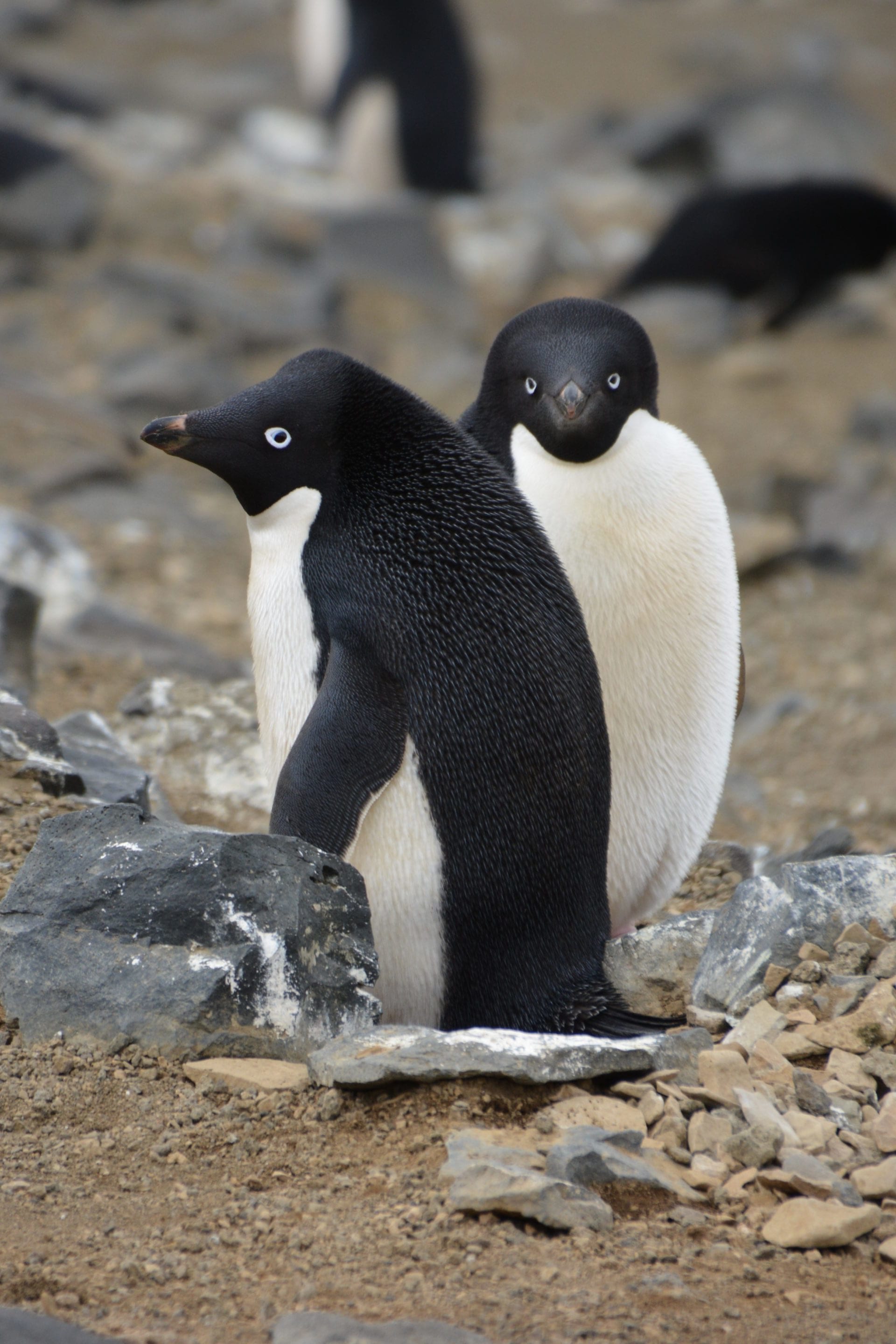 penguins-in-antarctica