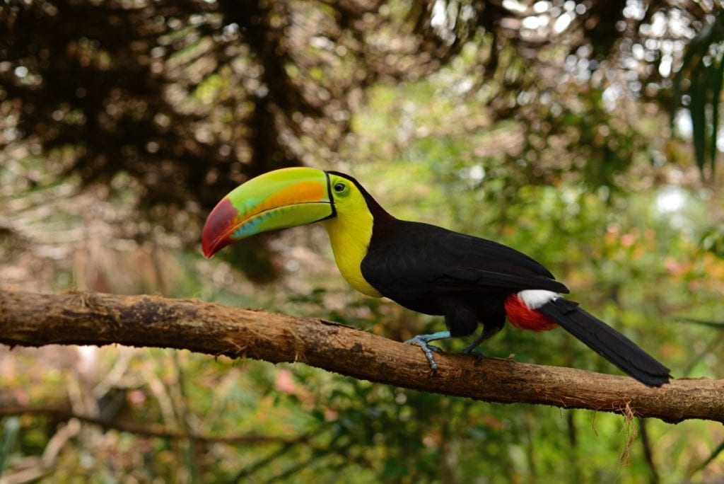 Best Things to Do in Belize with Kids