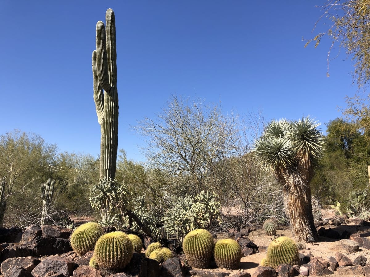 Things to Do in Scottsdale with Kids
