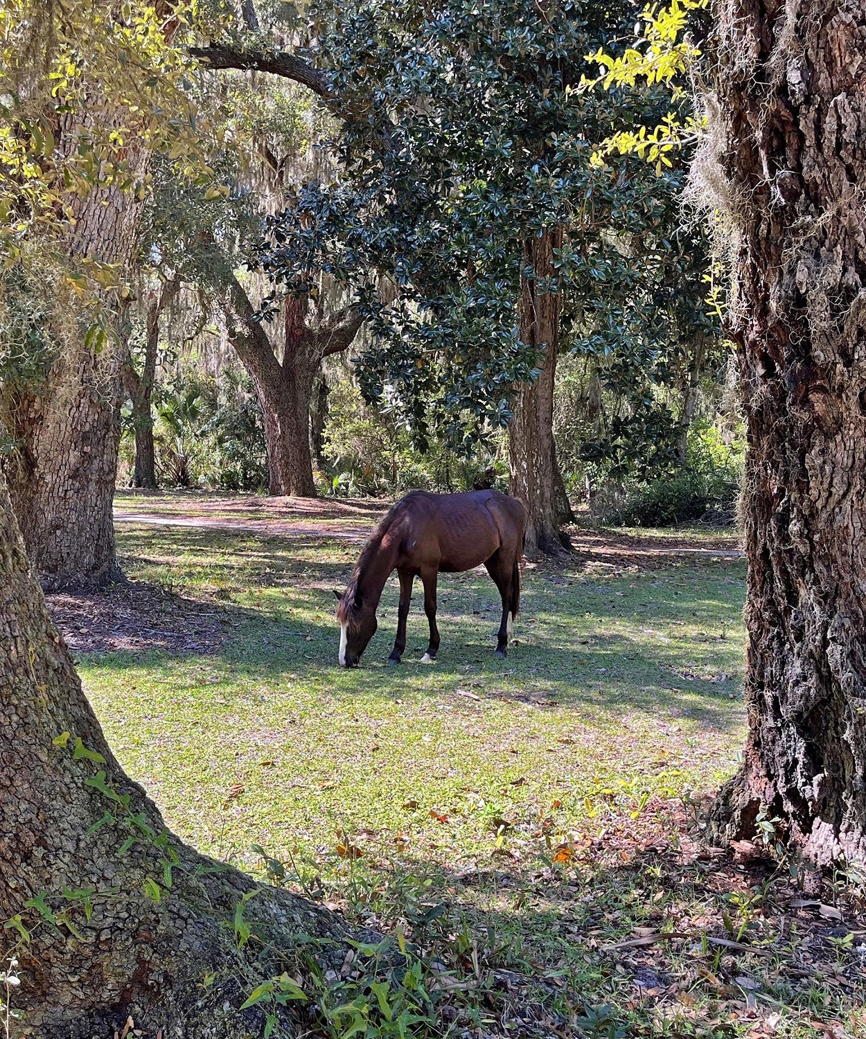 Wild horse roaming around Cumberland Island in Georgia. Photo by Lisa Frederick