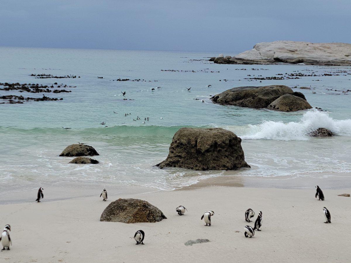 Best Things to Do in Cape Town with Kids