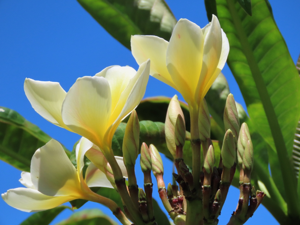A close-up of pale yellow and white plumeria flowers in bloom, with numerous unopened buds, set against bright green leaves and a vivid blue sky. Sunlight highlights the petals, giving them a soft, translucent glow.