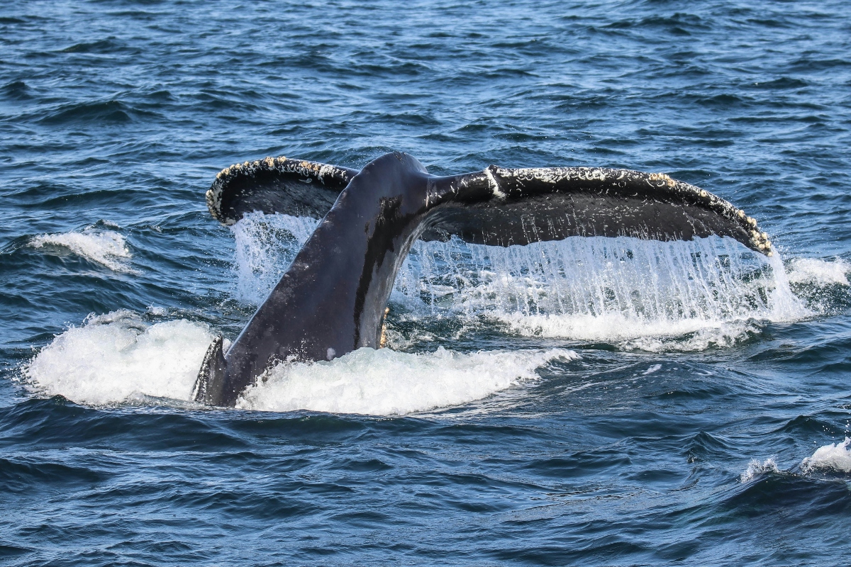 Fun Things to Do in San Diego with Kids