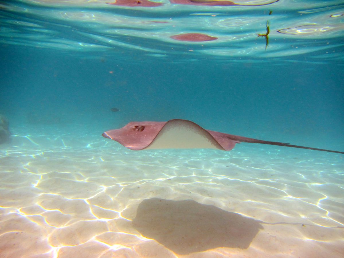 sting ray in water in Moorea