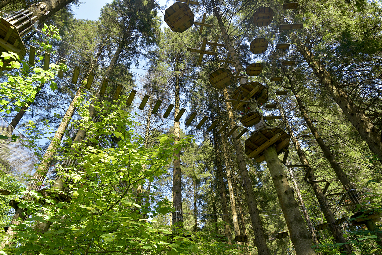High-wire adventure in Grizedale Forest-
