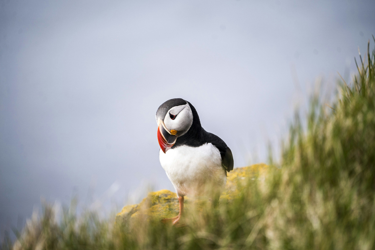 72 Hours in Reykjavik with Kids