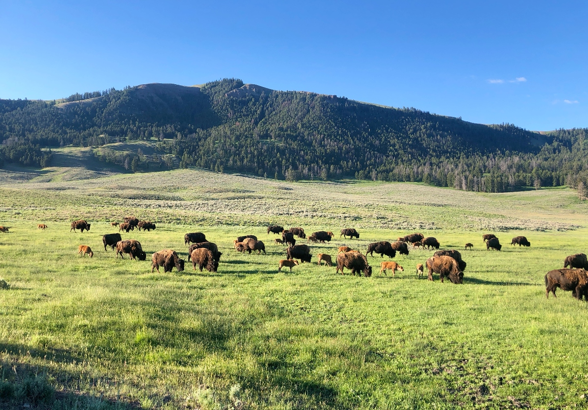 A Great Yellowstone and Grand Teton Itinerary with Kids