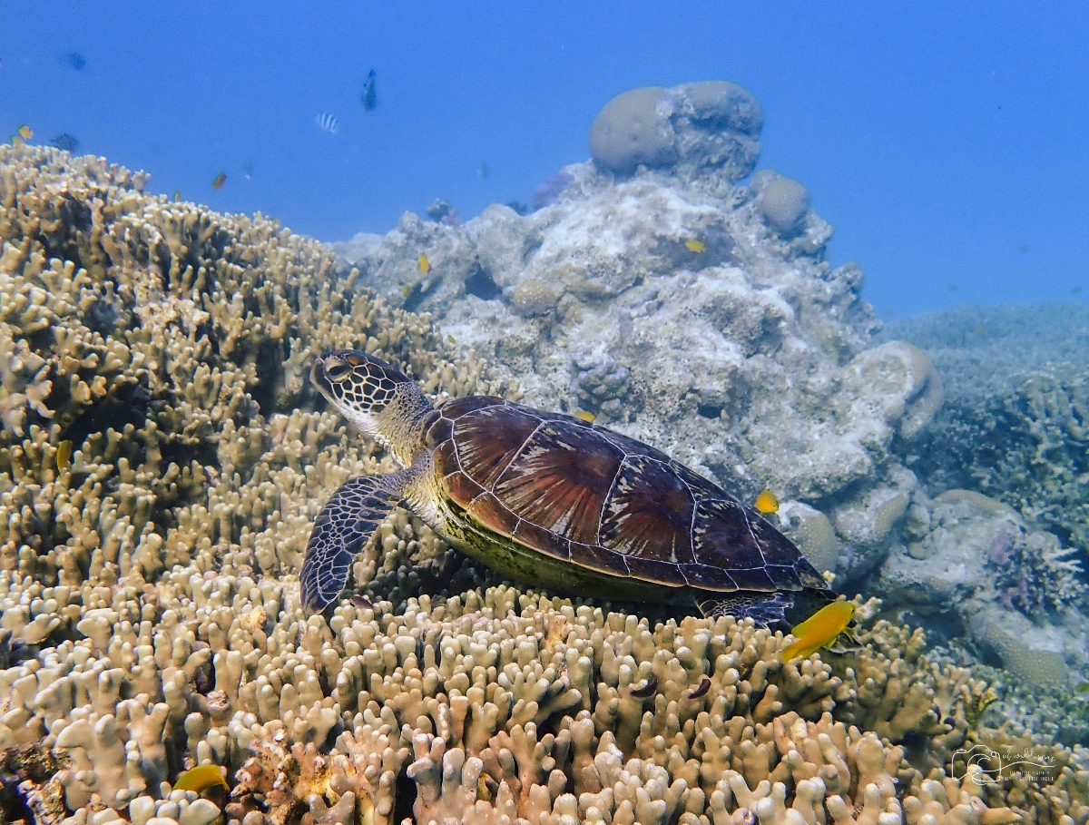 An Australia Family Vacation in Spring