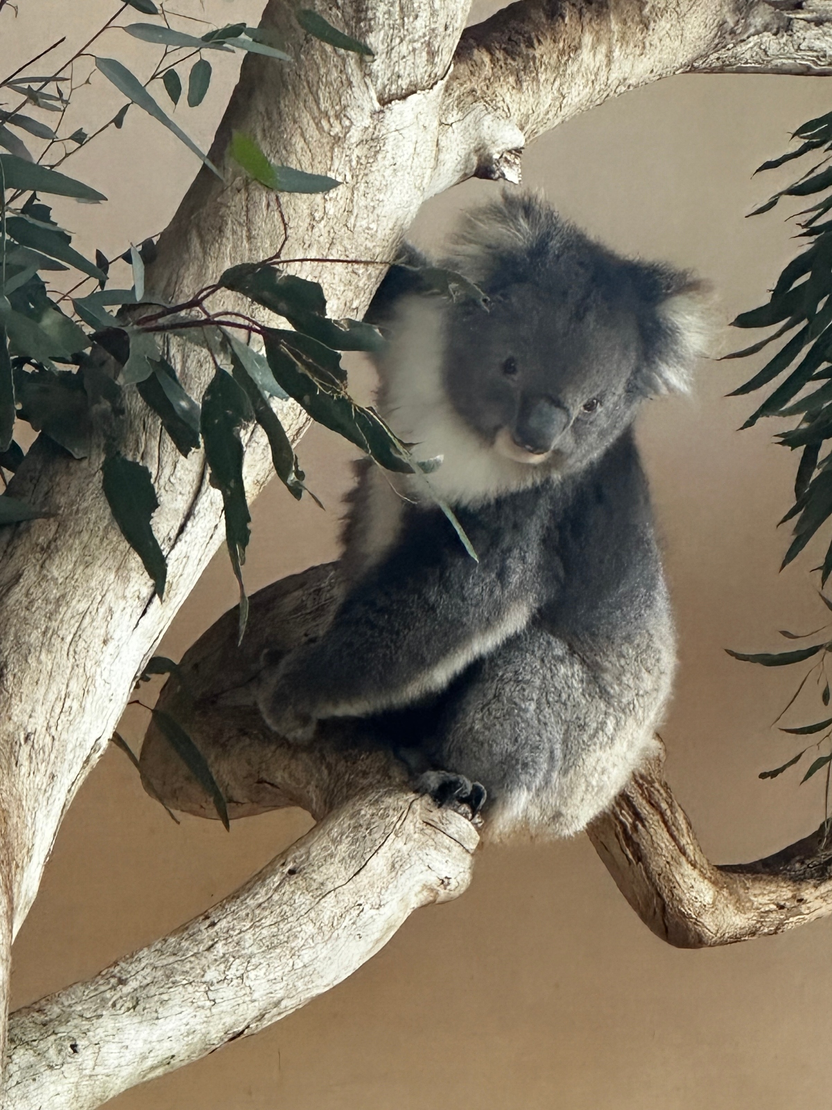 An Australia Family Vacation in Spring