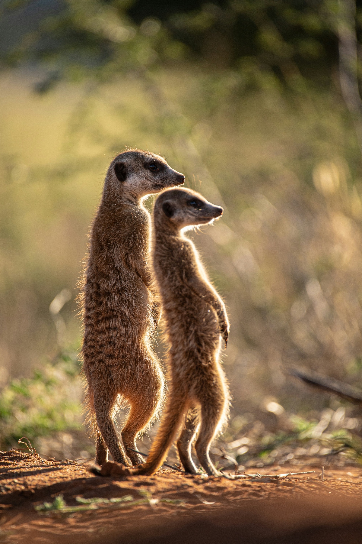 Botswana Family Safari Tips