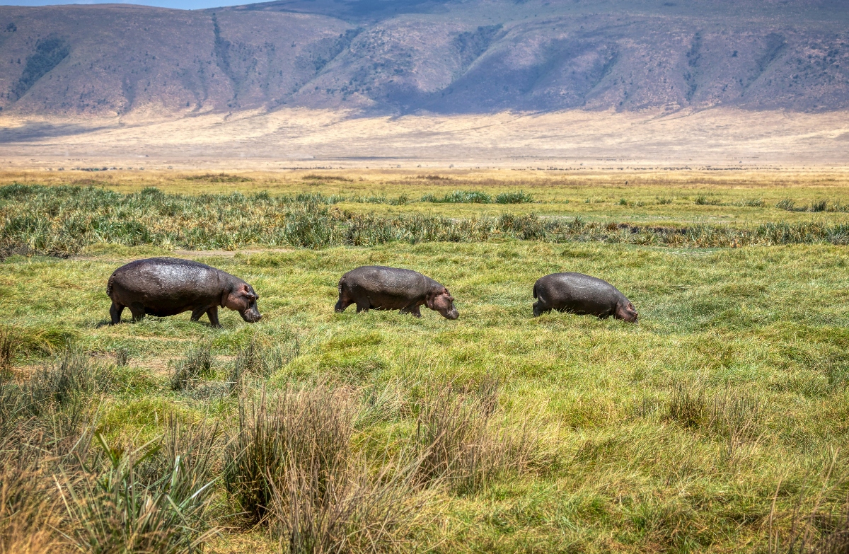 Tips for a Family-Friendly Tanzania Safari