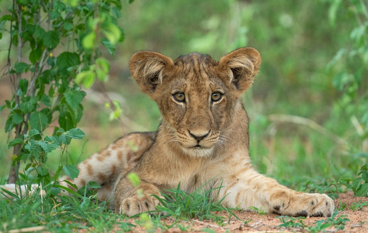 Tips for a Family-Friendly Tanzania Safari